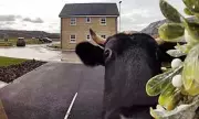 Woman Shocked as Ring Doorbell Captures Cow in Driveway