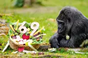 World's Oldest Gorilla Fatou Celebrates 69th Birthday at Berlin Zoo