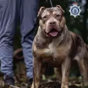 XL Bully Owner's Girlfriend Blames Victim in Facebook Rant After Fatal Mauling