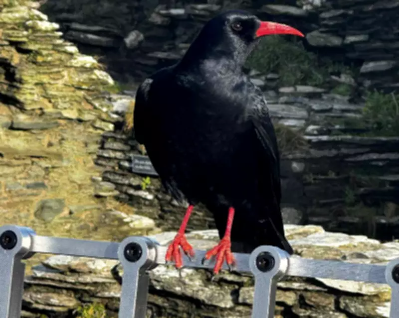 Choughs Return to Tintagel Castle After Decades-Long Absence