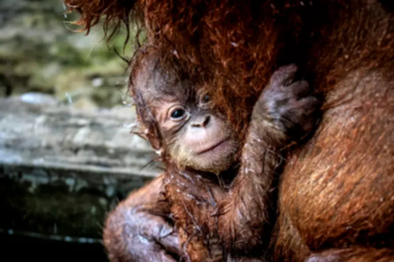 Over 1,600 Live Primates Listed for Sale on US Social Media Platforms