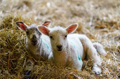 16 ill in cryptosporidium outbreak linked to Edinburgh petting farm