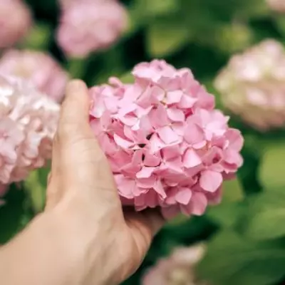 3 Spring Tasks for Stunning Hydrangea Blooms This Summer
