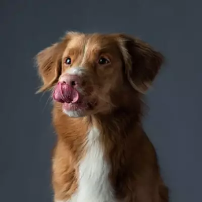 6 Subtle Signs Your Dog May Be Distressed: Whale Eye, Shaking, and More