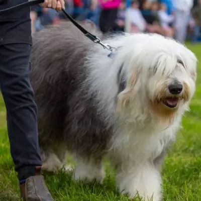67 Dog Breeds at Risk of UK Ban Under New Legislation