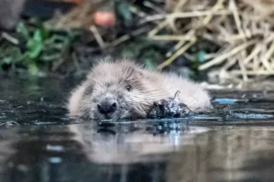 8-Year-Old Boy Attacked by Rabid Beaver in New Jersey Park