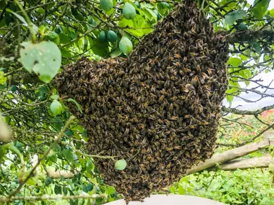 A Lucky Swarm of Honey Bees Finds a New Home in Kent