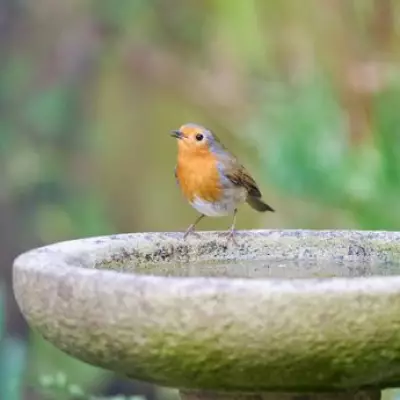 Add One Simple Item to Your Birdbath This Spring to Attract Robins