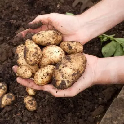 Alan Titchmarsh Shares Easy Potato Planting Task for Better Growth