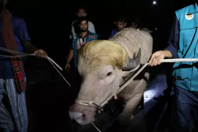 Albino Buffalo Named Donald Trump Saved from Eid Sacrifice in Bangladesh