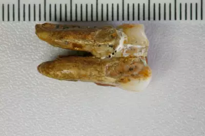 Ancient Teeth Reveal Interbreeding Between Early Human Relatives