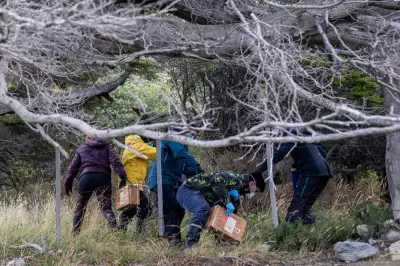 Argentine Scientists Trap Rats in Ushuaia to Trace Hantavirus Outbreak Source