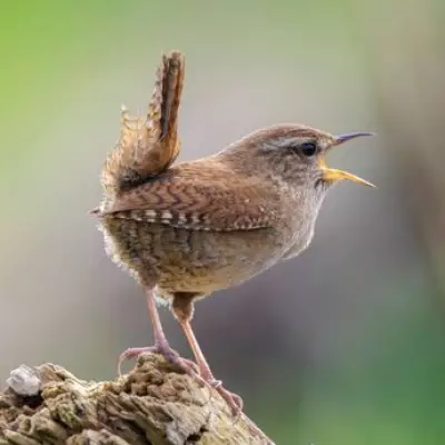 Attract Wrens to Your Garden in May with These 3 Plants