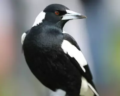 Australian Magpie: 5 Fun Facts About the Bird That Can Recognise You