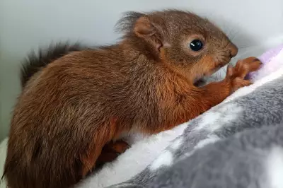 Baby Red Squirrels Fanta and Tango Rescued from Ditch in Oban
