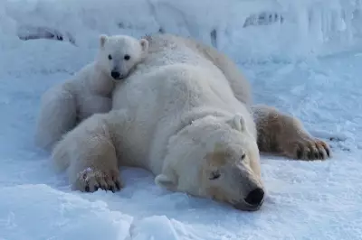 Bird Flu Detected in Polar Bear in European Arctic First