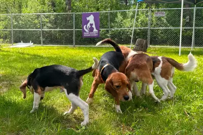 Black Sabbath Star and Debbie Gibson Unite to Rescue Beagles from Lab