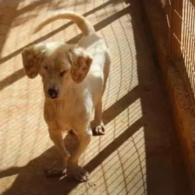 Blind Rescue Dog Rigas Desperately Seeks Loving UK Home