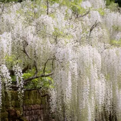 Boost Your Wisteria Alba with Tomato Feed for Twice-Yearly Blooms