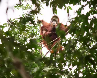 Borneo's Orangutans: The Hidden Cost of Relocation Amid Human Conflict