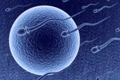 Breakthrough Male Contraceptive Halts Sperm Production Temporarily