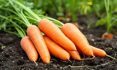 Carrots: From Side Dish to Superfood, the Rise of the Humble Root Vegetable