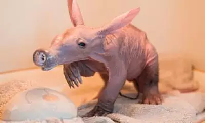 Chester Zoo Celebrates Rare Birth of Second Aardvark Calf Nicknamed Womble