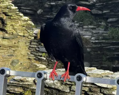 Choughs Return to Tintagel Castle After Decades-Long Absence