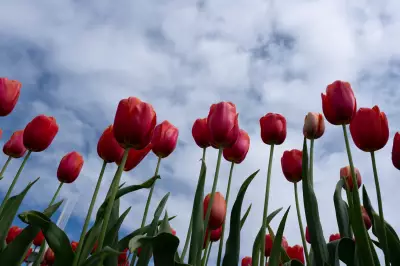Climate Change Threatens Tens of Thousands of Plant Species with Extinction