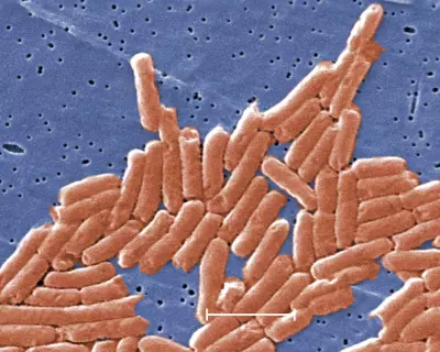 Climate Crisis Accelerates Antibiotic Resistance Globally, Study Finds