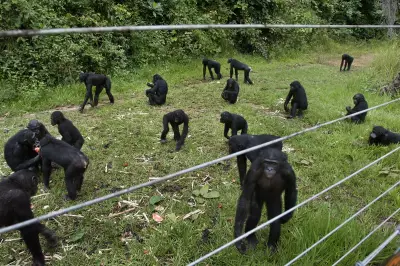 Congo Sanctuary Protects Orphaned Bonobos from Poaching Threat
