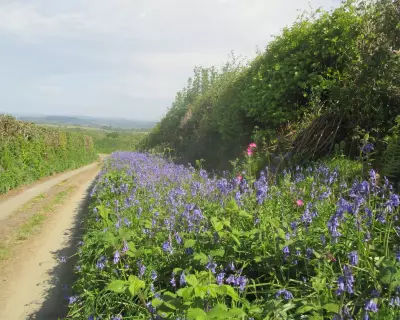 Country Diary: Bluebells Bloom as Ferns Overtake in Tamar Valley