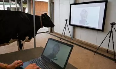 Cows Can Recognise Familiar Human Faces, Study Reveals