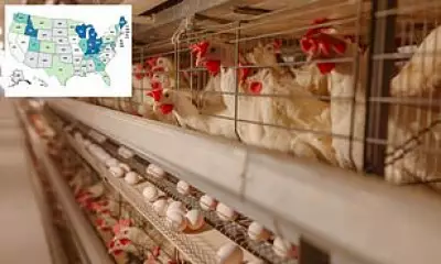 Deadly Antibiotic-Resistant Salmonella Outbreak Linked to Backyard Poultry