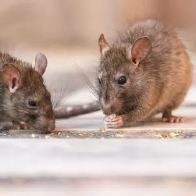 Deadly Hantavirus Outbreak on Cruise Ship: Three Dead, British Man Critical