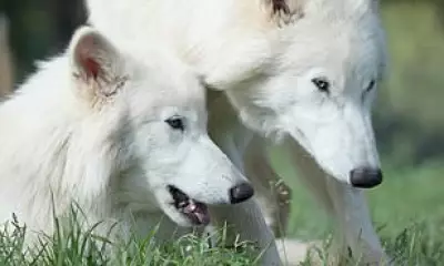 Dire wolf pups from de-extinction ready to breed, Colossal Biosciences says