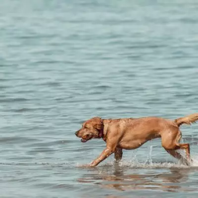 Dogs Trust Warns UK Dog Owners About Tick Risks This Weekend