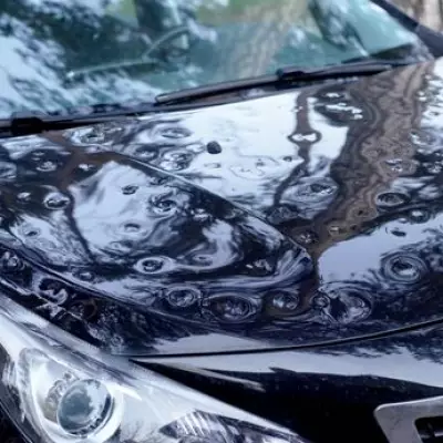 Drivers Warned: Harmless-Looking Insect Can Cause £900 Car Damage