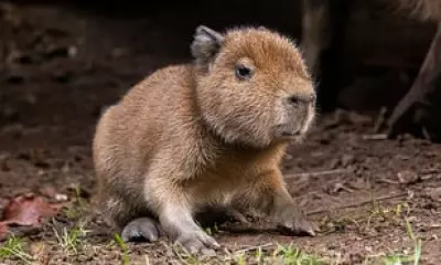 Edinburgh Zoo Welcomes First Capybara Born in Scotland in 18 Years