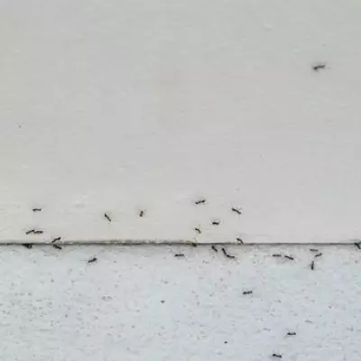 Eliminate Ants Instantly with Two Common Kitchen Items and Destroy the Nest