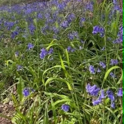 Enchanted Bluebell Forest Walk with Café and Farm Shop Discovered