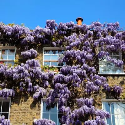 Enchanting London Wisteria Walk Feels Like a Fairytale Spring Escape