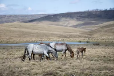 Feral Horse Numbers Surge in Kosciuszko National Park After Aerial Culling Pause