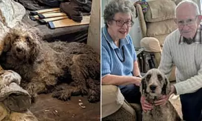 Final Poodle from Horrific 250-Dog Hoarding Case Finds Loving Home