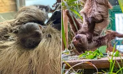 First sloth born in Scotland named Atty to honor Sir David Attenborough