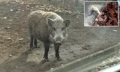 Fukushima Mutant Super Pigs Develop Rapid Breeding Abilities