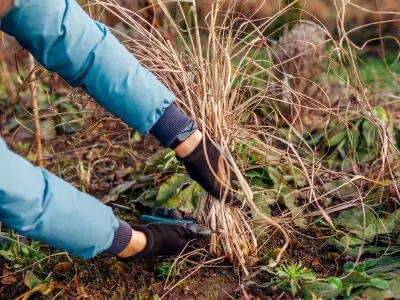 Gardener's Simple Bowl Soak Method Revives Dry Plants in One Hour