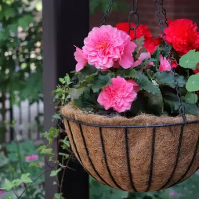 Gardeners Urged to Do 'Most Important' Job to Save Plants from Heatwave