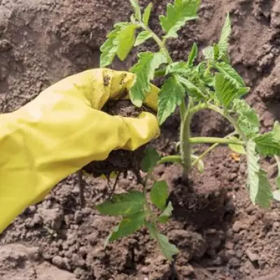 Gardeners Warned Overwatering Peat-Free Compost Kills Plants