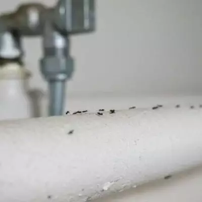 Get Rid of Ants with a 'Brilliant' Home Remedy You Already Have